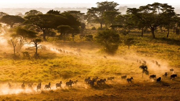Zebra and Wildebeest run through Acacia trees in early morning.